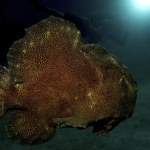 Giant-Frogfish-and-Nash-Sabang Wrecks Giant-Frogfish-and-Nash-Sabang Wrecks